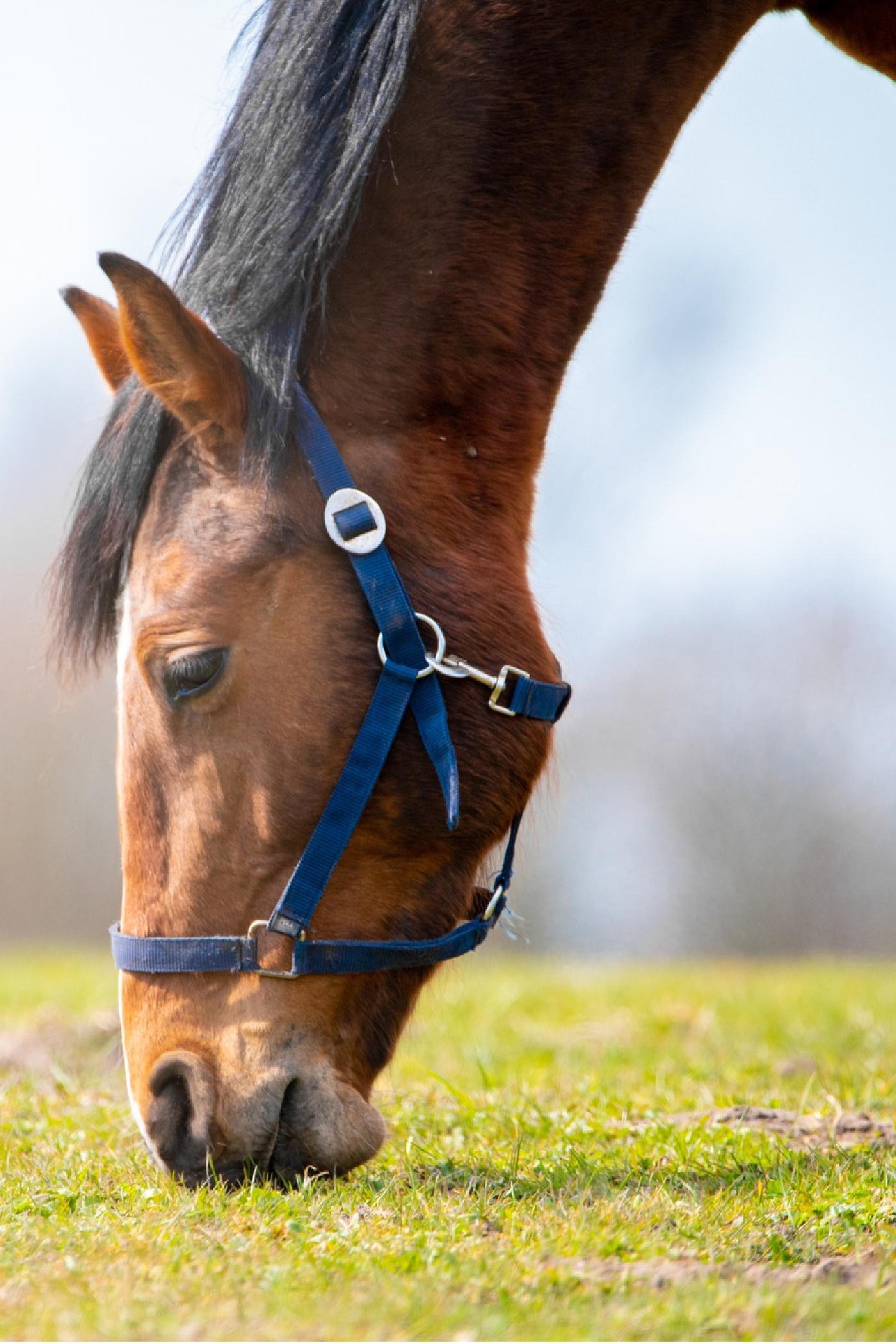 Restoration/endodontics tools